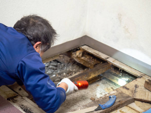 Best Crawl Space Mold Removal  in El Sobrante, CA