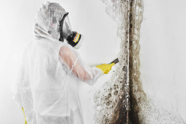 Best Home Mold Removal  in El Sobrante, CA
