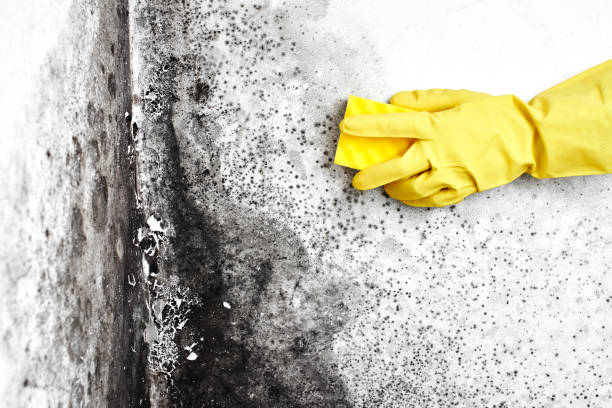 Best Local Mold Removal Service  in El Sobrante, CA