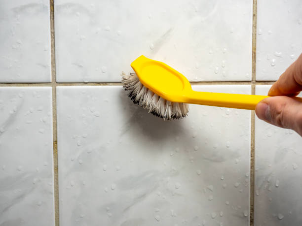 Mold Removal Process in El Sobrante, CA