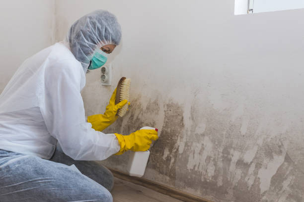 Best Mold Testing  in El Sobrante, CA