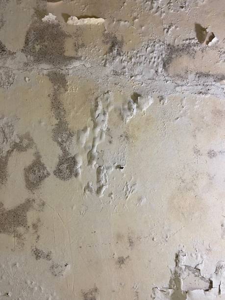 Best Professional Mold Removal  in El Sobrante, CA