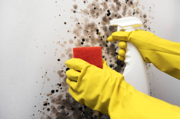 Best Emergency Mold Removal  in El Sobrante, CA
