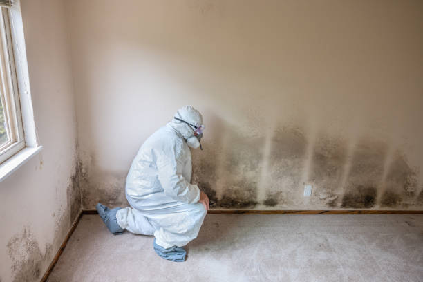 Home Mold Removal in El Sobrante, CA