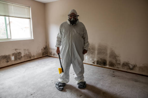 Professional Mold Removal in El Sobrante, CA
