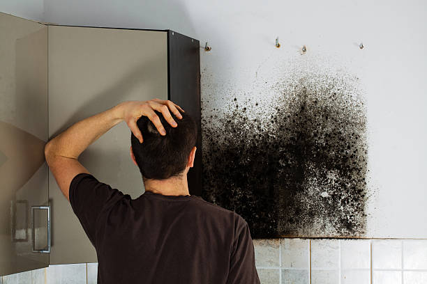 Best Best Mold Removal Companies  in El Sobrante, CA
