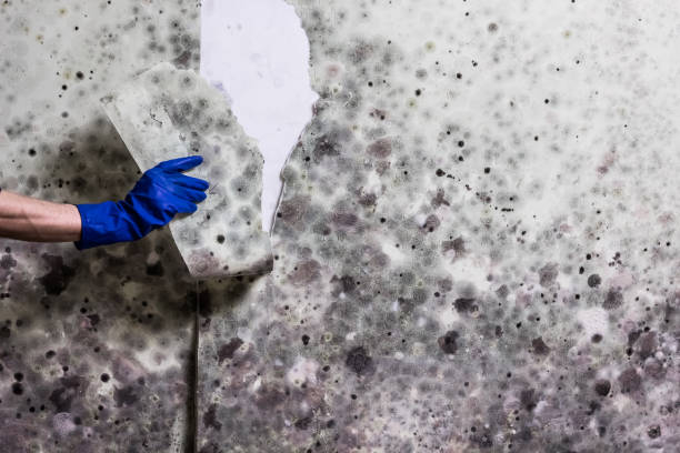 Best Emergency Mold Removal  in El Sobrante, CA