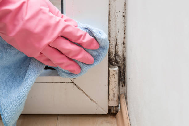Best Mold Remediation Services  in El Sobrante, CA