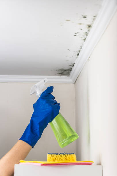 Best Fast Mold Removal  in El Sobrante, CA